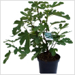 Ficus carica - Fge fajtk 3 literes kontnerben
