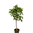 Ficus carica - TRZSES fge 18 literes kontnerben