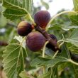 Ficus carica 'Brown Turkey' - Barna trk fge 10 literes kontnerben