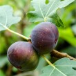 Ficus carica 'Turca' - Lila terms fge 2 literes kontnerben
