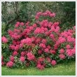 Havasszpe fajtk (Rhododendron)