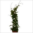 Hoya fajtk 17cm-es cserpben, ~70 cm magas