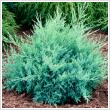 Juniperus media 'Pfitzeriana Glauca' 5 literes kontnerben