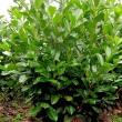 Kereklevel babrmeggy 'Rotundifolia'