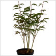 Paeonia lactiflora - vel bazsarzsa fajtk 2-3 literes kontnerben