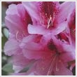 Rhododendron - Havasszpe (extra) 5 literes kontnerben, ~35/40 cm magas