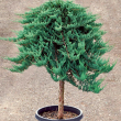 TRZSES terl borka - Juniperus 'Pfitzeriana Glauca' 20 literes kontnerben (1/2trzses)