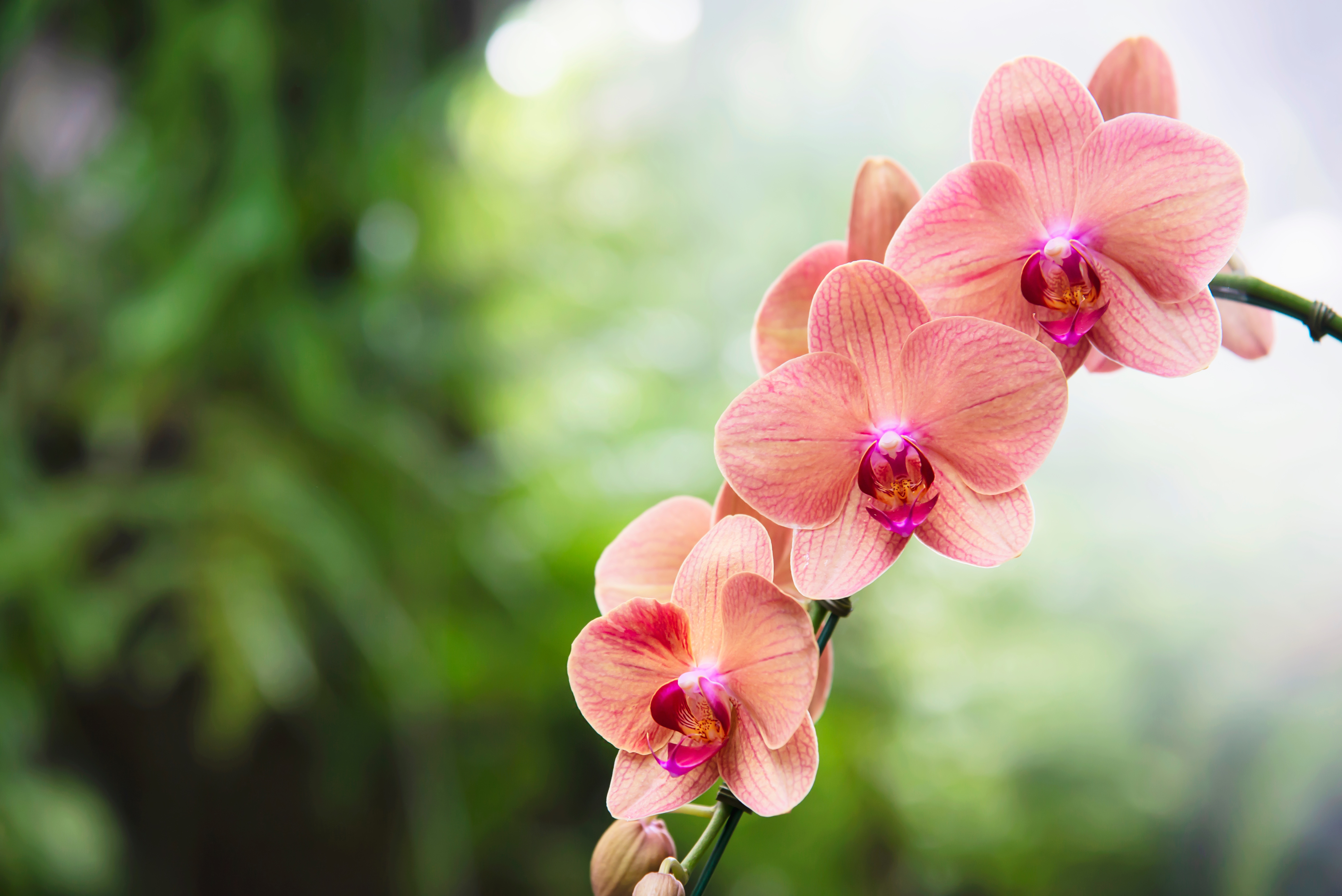 Orchidea gondozsi tancsok