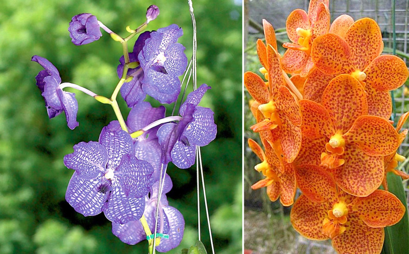 Tallkozs az orchidek kirlynjvel – Vanda