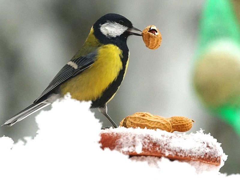 Tli madretets: mivel, hogyan s mikor etessk a kertnkbe tr madarakat?