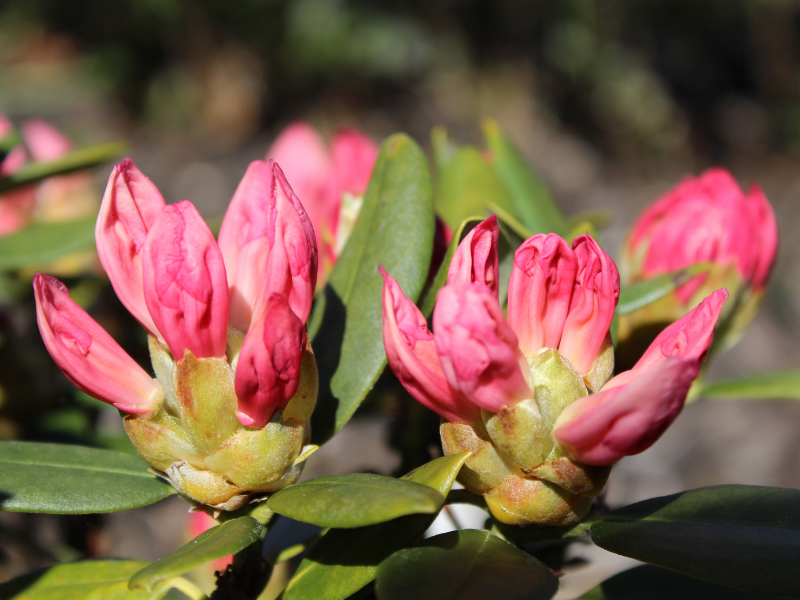 Havasszpk – rododendronok s azlek