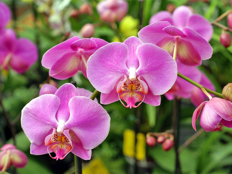 Klnleges trpusi virgcsoda - az orchidea