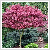 Acer palmatum 'Bloodgood' 15 literes kontnerben, 100/125 cm magas