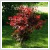 Acer palmatum 'Fire Glow' 100/125 cm magas,18 literes kontnerben