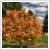 Acer palmatum 'Orange Dream' 10 literes kontnerben