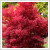 Acer palmatum 'Skeeters Broom' 3 literes kontnerben, 40/60 cm magas