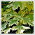 Acer platanoides ‘Drummondii’ 250/300 cm magas