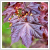 Acer platanoides 'Faassen's Black' trzskerlet: 6/8 cm