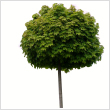 Acer platanoides 'Globosum'  class=