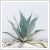 Agave (srgs level) 25 cm-es tlban