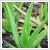 Aloe vera 15 cm-es cserpben