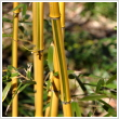 Aranysrga szr bambusz