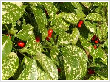 Aucuba japonica 'Crotonifolia' 15 literes kontnerben