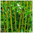 Bambusa Bissetii 12 literes kontnerben, 150/200 cm magas