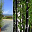 Bambusa Nigra (Fekete bambusz) 10 literes kontnerben, 125/150 cm magas