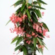 Begonia 'Pyramide' 19 cm-es cserpben, ~75 cm magas