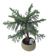 Bonsai Araucaria 40 cm, 18 cm-es ovlis, bonsai tlban