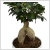 Bonsai Ficus Ginseng 30 cm-es Cubico kaspban
