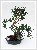 Bonsai podocarpus - Ktiszafa ~40 cm-es