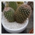 Cactus Kermiban
