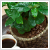 Coffea arabica 12 cm-es cserpben
