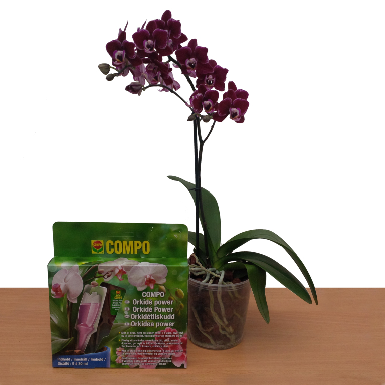 Compo Csepegtettp Orchidea