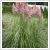 Cortaderia selloana 'Pink Feather' 5 literes kontnerben