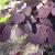 Corylus avellana 'Purpurea' - Bord level erdei mogyor 40/50 cm magas
