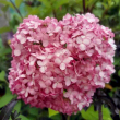 Cserjs hortenzia ‘Magical Dark Pink’ 2-3 literes kontnerben