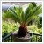 Cycas revoluta - Pfrnyplma 22 cm-es cserpben
