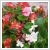 Egynyri begonia - bord levl/piros virg 7 cm-es cserpben