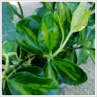 Euonymus japonicus 'Lime Green' 5 literes kontnerben