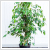 Ficus benjamina - Csngg fikusz fa 24 cm-es cserpben, ~120 cm