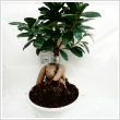 Ficus ginseng 16 cm-es cserpben, 40 cm magas