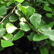 Ficus triangularis 'Sweetheart' 12 cm-es cserpben, ~55 cm magas