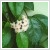 Hoya australis 'Blondie' 12 cm-es cserpben
