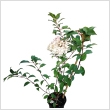 Hydrangea paniculata 'Vanille Fraise' 2 L- es kontnerben