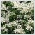 Hydrangea petiolaris 5 literes kontnerben