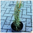 Juniperus communis 'Arnold' 3 literes kontnerben