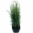 Juniperus communis 'Arnold' 9 cm-es cserpben